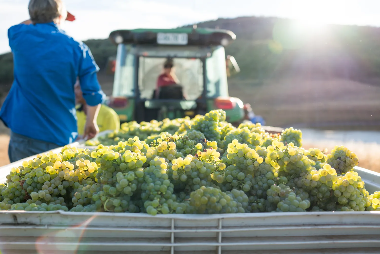 Vineyard rows under golden light