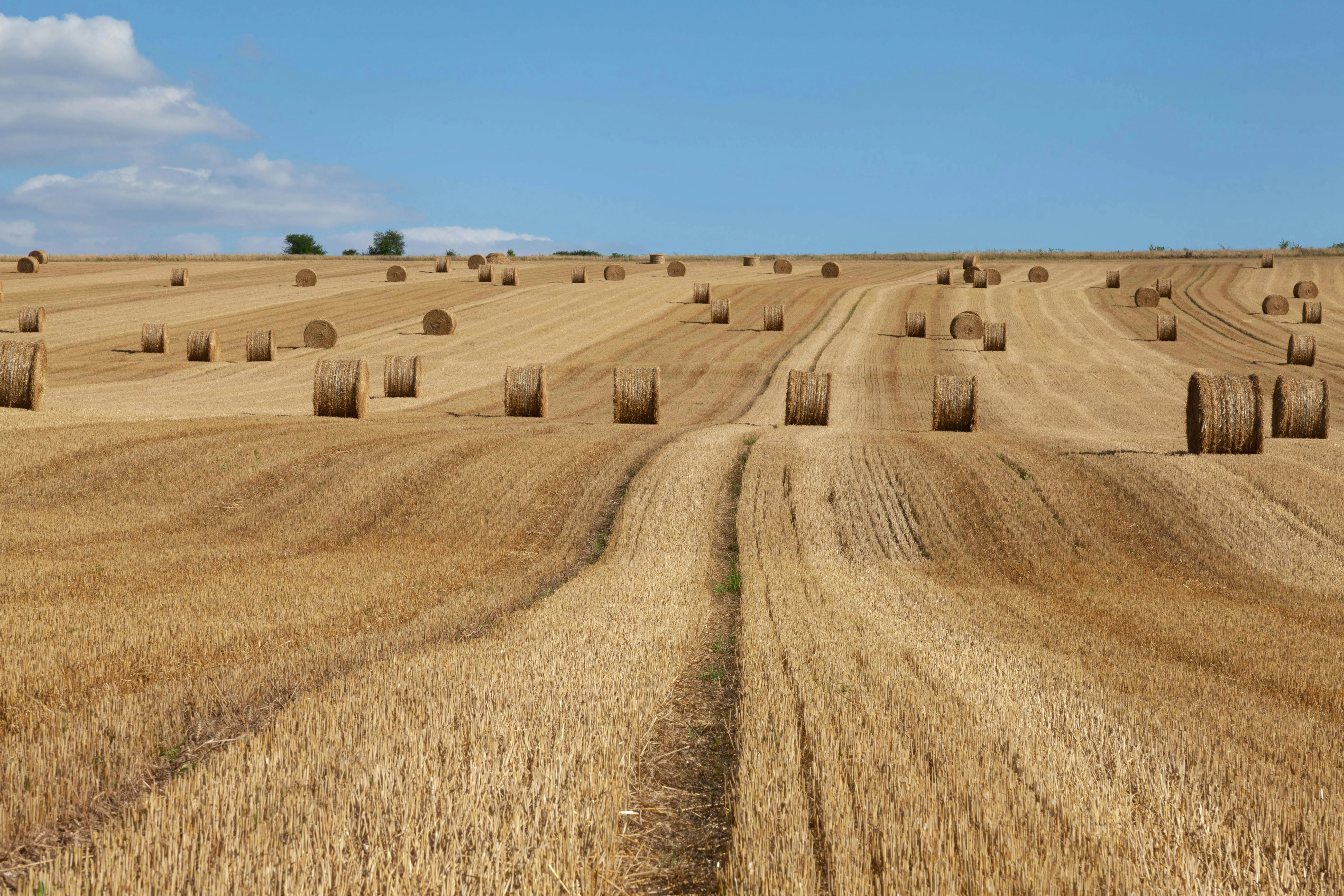 Broadacre grain fields at harvest